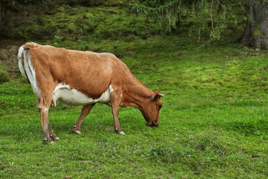 Photo of Brown cow grazing on green pasture in summer