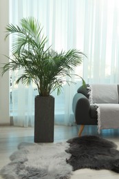 Photo of Beautiful green houseplant and comfortable sofa near window in living room. Interior design