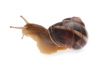 Common garden snail crawling on white background