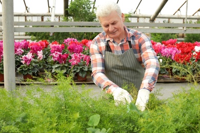 Photo of Mature man taking care of plants in greenhouse. Home gardening