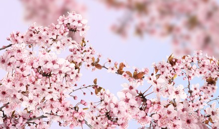 Beautiful sakura tree branches with delicate pink flowers on blurred background