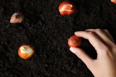 Woman planting tulip bulb into soil, top view