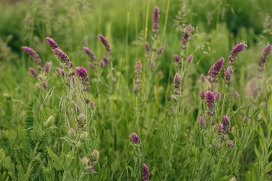 Photo of Beautiful purple salvia flowers growing in green grass outdoors, closeup view