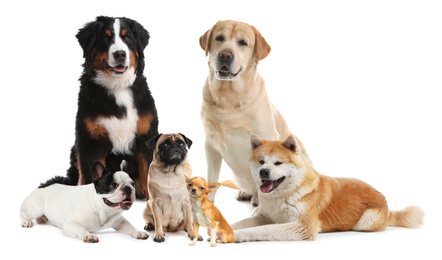 Different breeds of dogs on white background