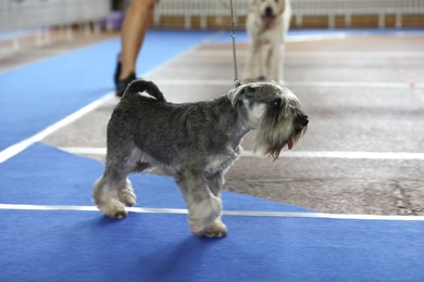 Image of Cute grey Miniature Schnauzer on blue track at dog show
