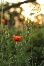Photo of Red poppy plants covered with dew drops outdoors in morning