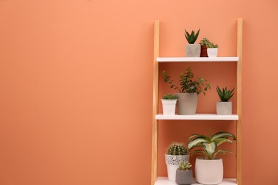 Photo of Decorative ladder and plants near coral wall. Space for text