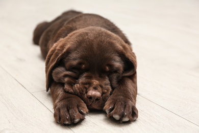 Cute Labrador puppy sleeping on wooden floor. Friendly dog