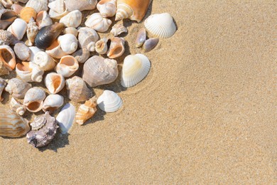 Many beautiful sea shells on sandy beach, flat lay. Space for text