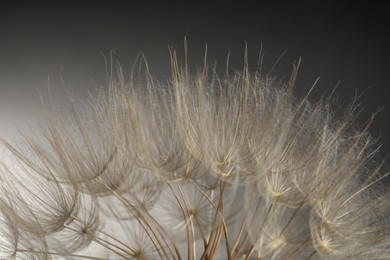 Photo of Beautiful fluffy dandelion flower on color background, closeup