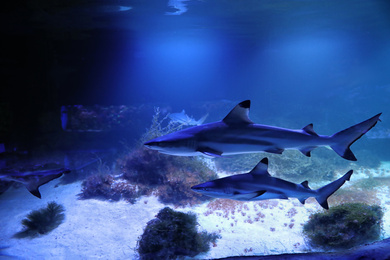 Large aquarium with sharks in oceanarium. Elasmobranch fish