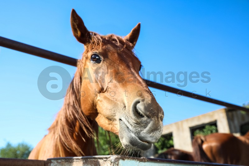 Photo of Chestnut horse at fence outdoors on sunny day, closeup. Beautiful pet