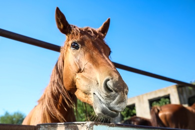 Chestnut horse at fence outdoors on sunny day, closeup. Beautiful pet