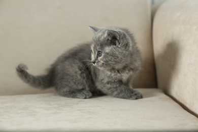 Cute British Shorthair kitten on beige sofa. Baby animal