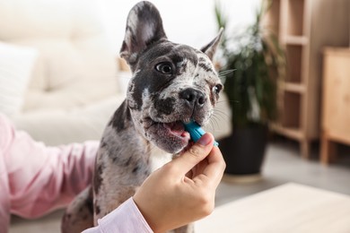 Woman brushing dog's teeth at home, closeup