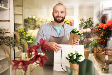 Florist putting beautiful potted plant into paper bag in shop