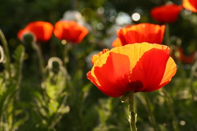 Beautiful red poppy flower outdoors on sunny day, closeup. Space for text