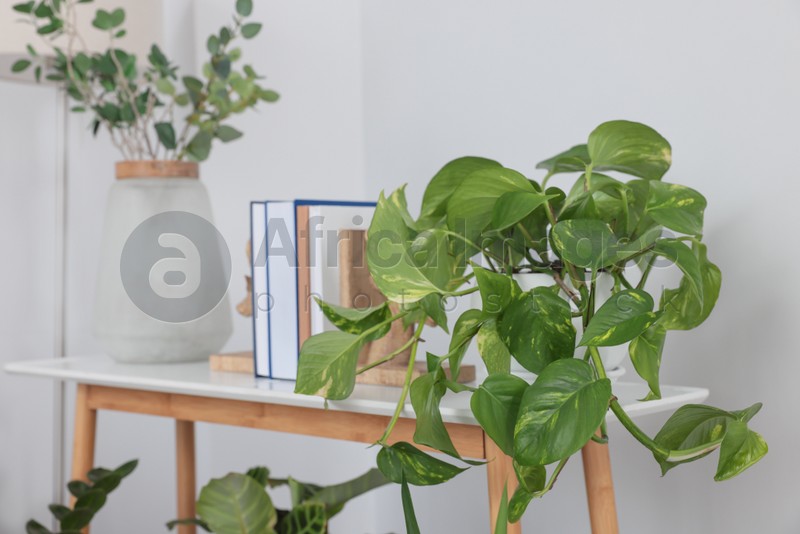 Photo of Beautiful houseplant and books on wooden table near light wall