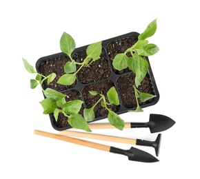 Photo of Vegetable seedlings and garden tools isolated on white, top view