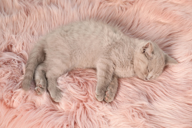 Scottish straight baby cat sleeping on furry blanket, above view