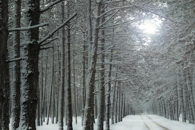 Beautiful view of snowy forest on winter day