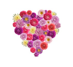 Beautiful heart shaped composition made with bright aster flowers on white background