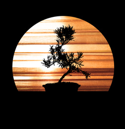 Silhouette of Japanese bonsai plant. Creating zen atmosphere at home