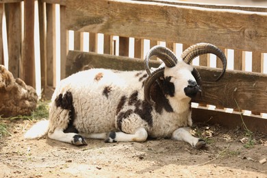 Photo of Jacob sheep near wooden fence in zoo