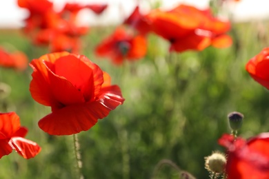 Photo of Beautiful blooming poppy flowers in field on spring day