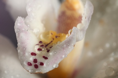 Closeup view of beautiful blooming orchid flower with dew drops as background