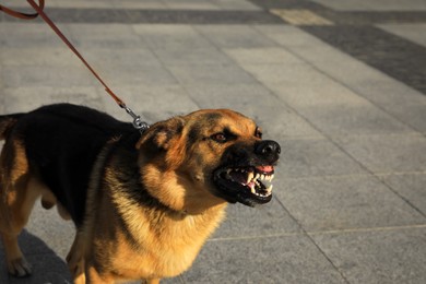 Aggressive German Shepherd dog on city street