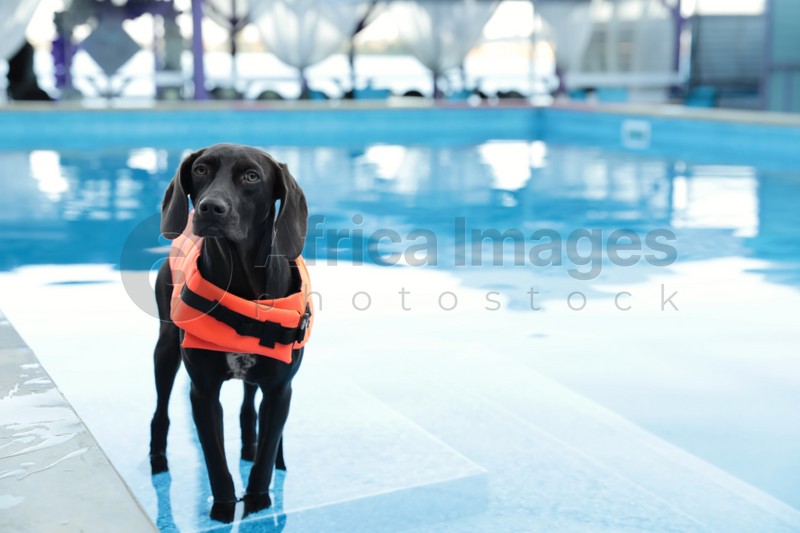 Dog rescuer wearing life vest in swimming pool outdoors
