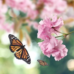 Beautiful pink sakura flowers and flying butterflies outdoors 
