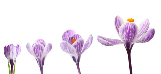 Beautiful spring crocus flowers on white background, banner design. Stages of growth