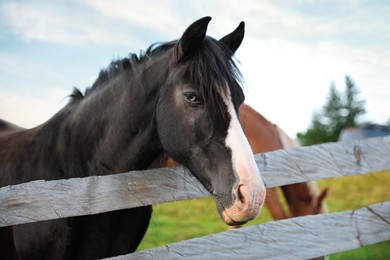 Beautiful horse near fence outdoors. Lovely domesticated pet