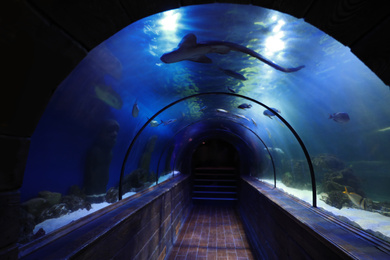 Glass underwater tunnel in modern oceanarium with fish