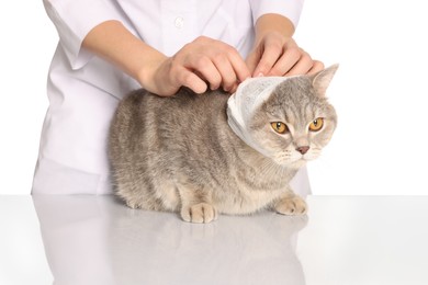 Veterinarian putting bandage on ear of cute scottish straight cat against white background, closeup
