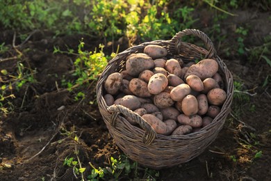 Photo of Fresh ripe potatoes in wicker basket on ground. Space for text