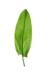 Fresh green single sorrel leaf isolated on white