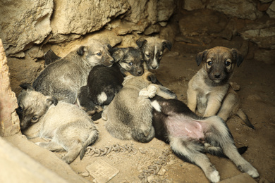 Photo of Homeless puppies in abandoned house. Stray baby animals