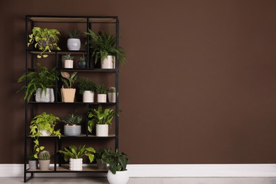 Shelving unit with many beautiful houseplants near brown wall indoors, space for text. Interior design