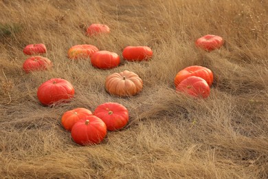 Photo of Ripe orange pumpkins among dry grass in field