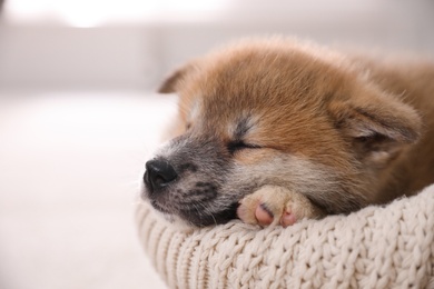 Adorable Akita Inu puppy in dog bed on blurred background, closeup