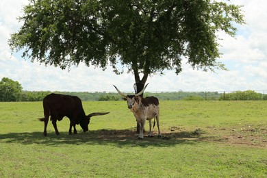 Beautiful Ankole cows near tree in safari park