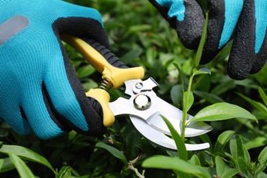 Photo of Worker cutting bush with pruner outdoors, closeup. Gardening tool