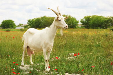 Photo of Beautiful white goat in field. Animal husbandry
