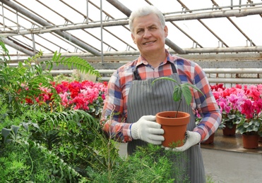 Photo of Mature man holding pot with seedling in greenhouse. Home gardening