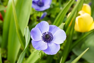 Beautiful blue anemone flower growing outdoors, closeup. Spring season
