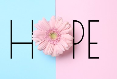 Image of Word HOPE made with letters and beautiful gerbera on color background, top view 