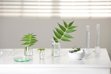 Photo of Laboratory glassware with plants on white table